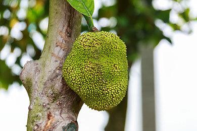 《我的世界》登陆XGP 终于推出各版本PC整合版